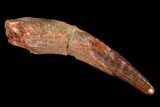 Pterosaur (Siroccopteryx) Tooth - Morocco #107964-1